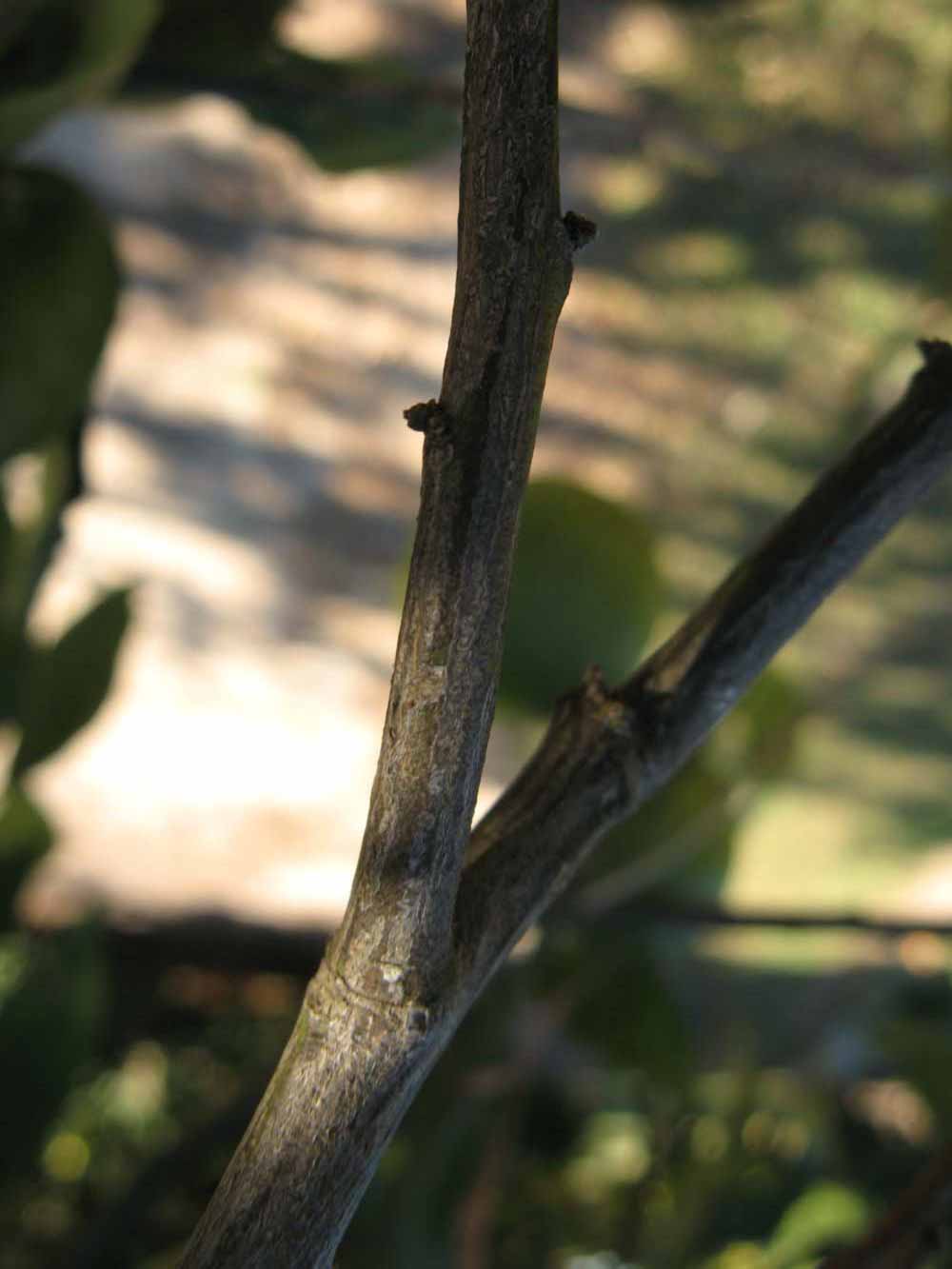              Second - third year twig (Winter Haven, FL)       